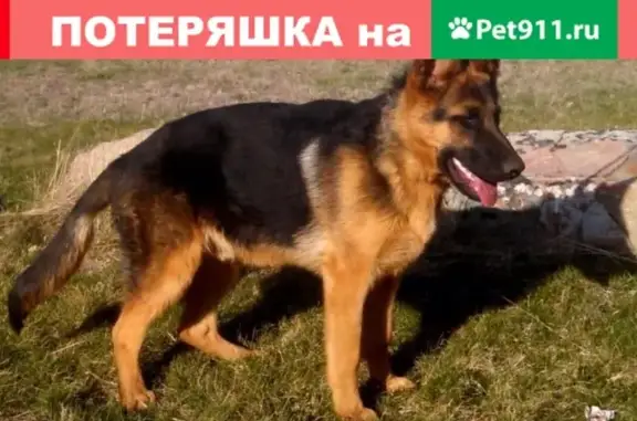 Пропала собака в Отрадном, Ленобласть, номер Ольги в SOS
