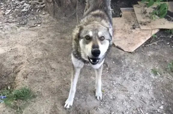 Пропала собака Граф в районе САХ, Тюменская область