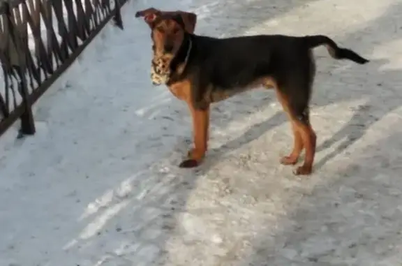 Найдена собака на ул. 30 лет Победы, Тюмень