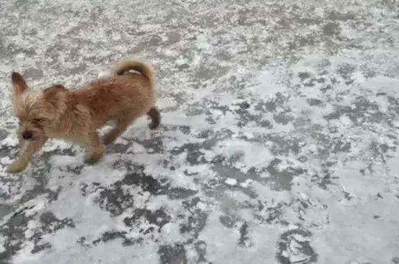 Найдена собака на улице Авангардная в СПб
