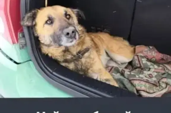 Найдена сбитая собака на перекрестке Колмагорова-Защиты