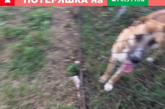 Пропала собака Мурат, с. Дворцы, Калужская обл.