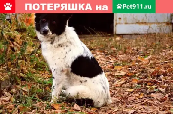 Пропала собака Нелли в с. Пензятка, Республика Мордовия