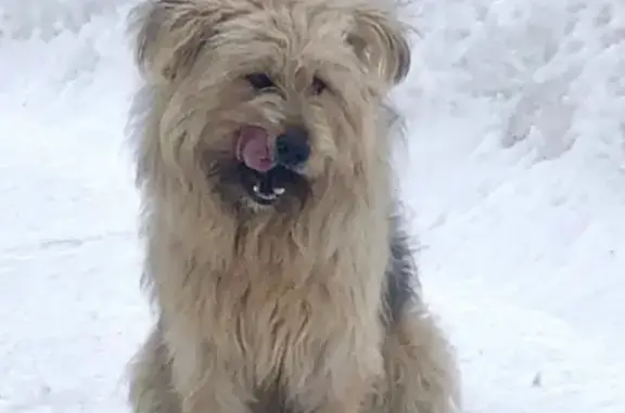 Найдена собака на Каширском шоссе, Москва, МО