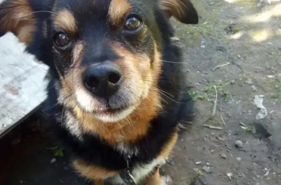 Пропала собака Дёма на улице Шувандиной, Иваново