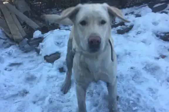Собака найдена в Иркутске.
