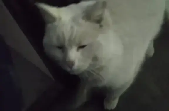Найден белый кот с ошейником в районе 22 Партсъезда, Багратиона