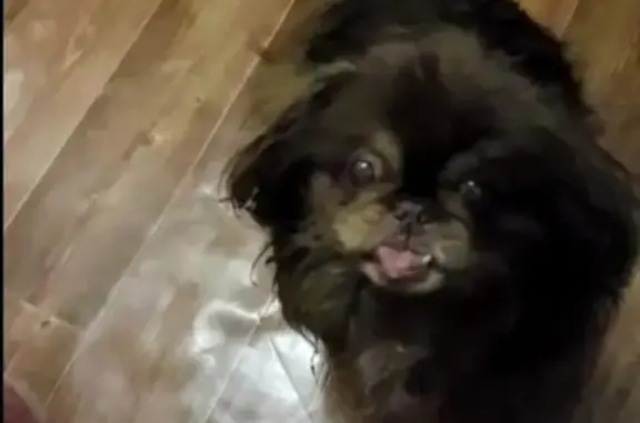 Пропала собака в Электростали на ул. Карла Маркса, порода пекинес.