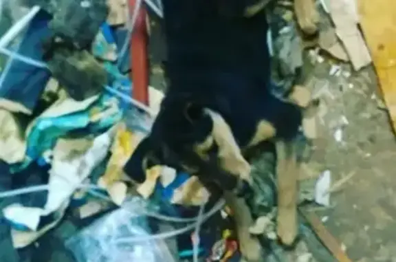 Пропала собака в районе Юракова, Новочебоксарск