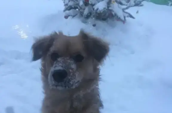 Пропала собака Барни в п.Снежный, ищут