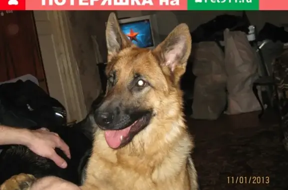 Потерянные животные Новокузнецк, фото: Пропала немецкая овчарка 