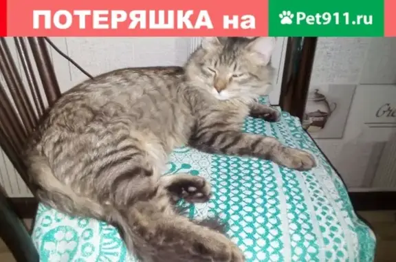 Пропал кот Пушок в Нефтекамске, Ленина 37а, Соц-кая 72а, 70а.