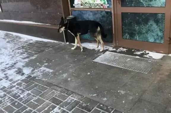 Собака потерялась в Обнинске, бегает с утра, адрес ЖК Солнечная Долина.
