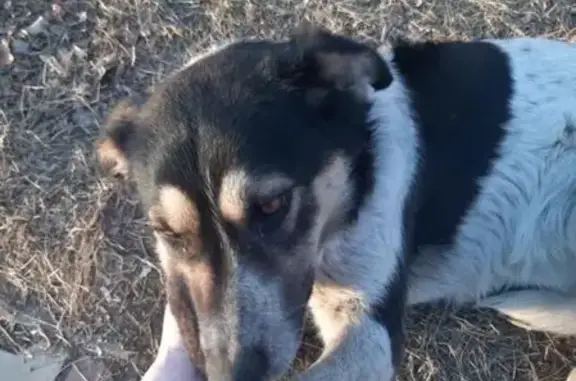 Найдена собака в Благовещенске, район Дальгау