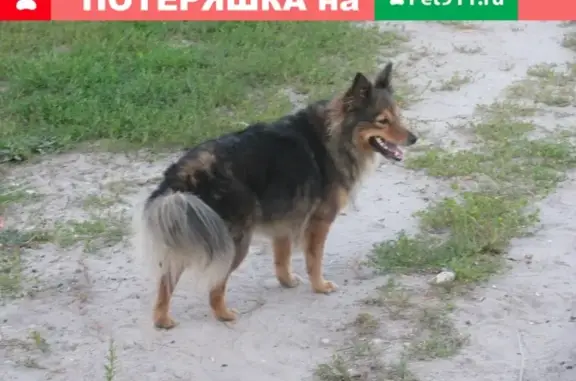Пропала собака в микрорайоне Шереметьево-Песочня