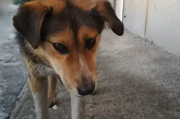 Найдена собака в Горно-Алтайске