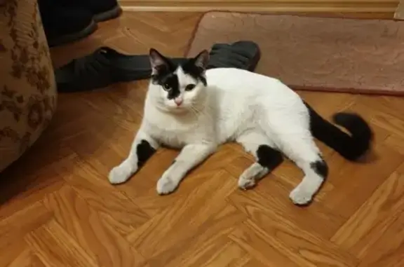 Найден белый кот на ул. Краснофлотская 12а