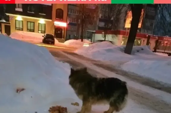 Пропала собака в Бугульме, Татарстан