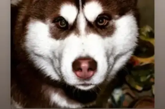 Собаки потеряшки, Нижний Новгород, фото: Потеряшка собака Виски в Нижнем Новгороде