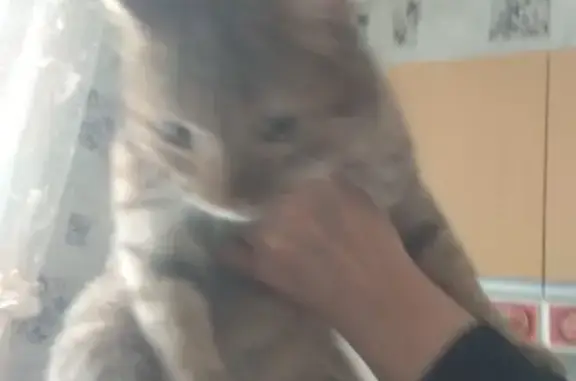 Найдена кошка в Ленинском районе, Воронеж
