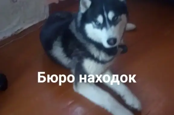 Найдена собака породы Хаски в Архангельске