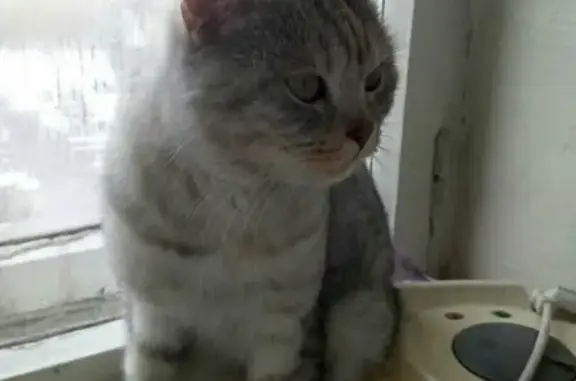 Найдена кошка в Курако, нужна передержка