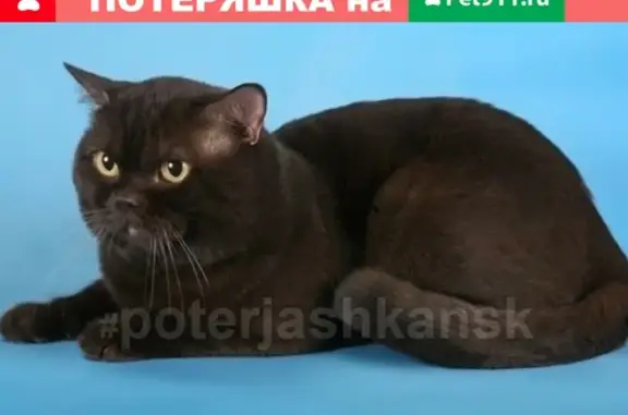Найдена британская кошка в Новосибирске