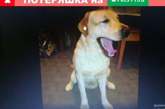 Пропала собака в Томске, Лабрадор, кобель.