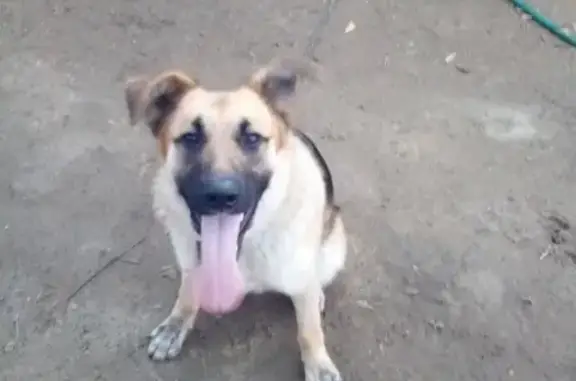 Пропала собака Гром на Березовой ул. в Тамбове