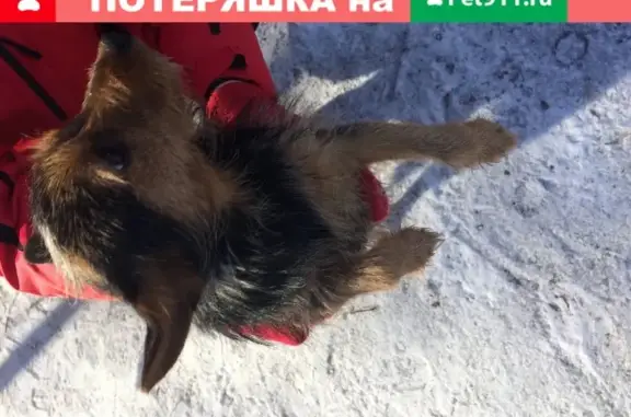 Найдена собака в деревне Бунырево-Мясоедово, Тульская обл.