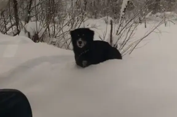 Потерянные животные Новокузнецк, фото: Пропала собака Жужа возле Олимпа на ул. Циолковского (Новокузнецк)