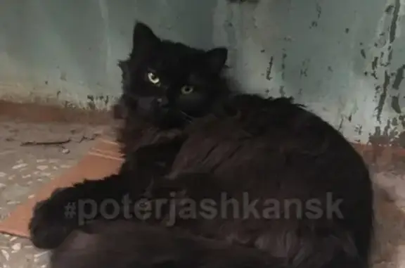 Найден домашний кот на ул. Народная, Новосибирск