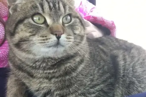 Найден кот на родничке в Владимире