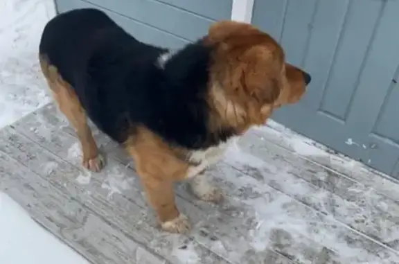 Найдена собака в Сосновом бору, ждет хозяев