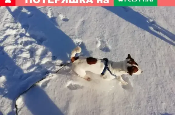 Найдена собака в Южном Бутово, ул. Академика Лазарева, 74