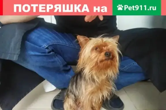 Найдена собака в Молдаванском, ищут хозяев