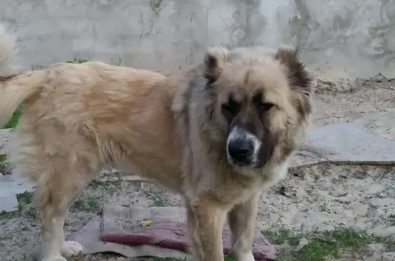 Пропала собака в Шахтах: Нэсса без ошейника в районе Новой Азовки