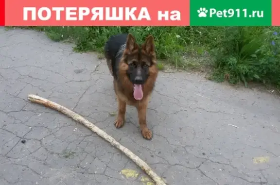 Пропала собака Рада в Кирове, Кировская обл.