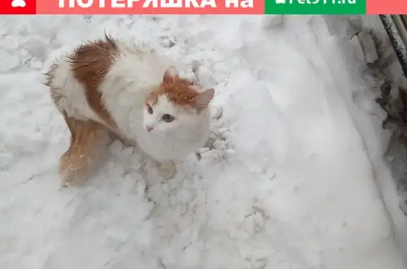 Найдена рыже-белая кошка в Самаре на Карла Маркса 248.