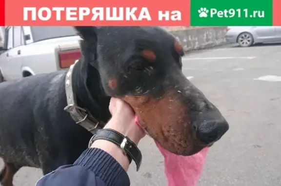 Найдена собака в Владикавказе, кобель домерман с ошейником.