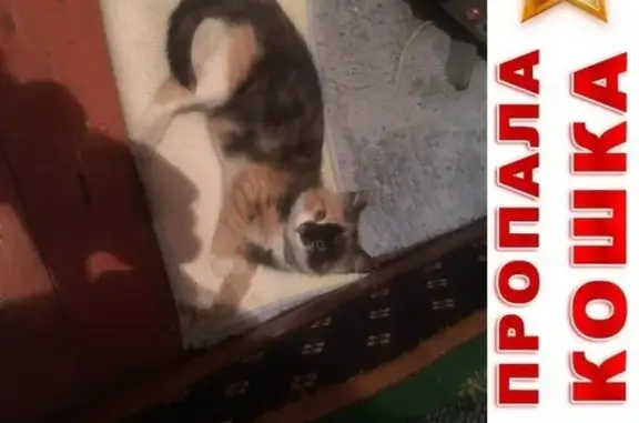 Пропала кошка в районе ул. Кухмистерова д. 13, Москва
