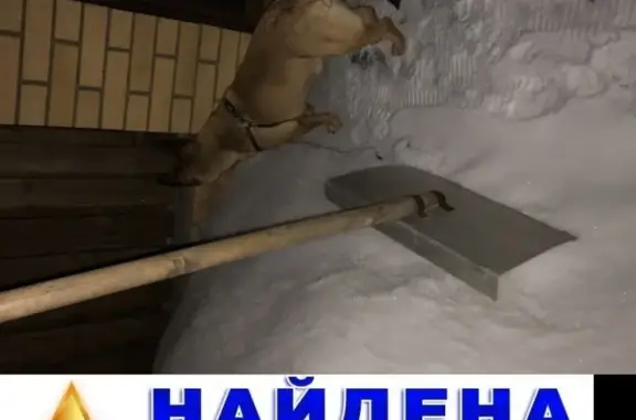 Найдена собака в Мещерском дачном поселке, Москва