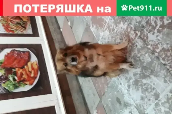 Найдена ухоженная собака на ул. Плановая, Новосибирск