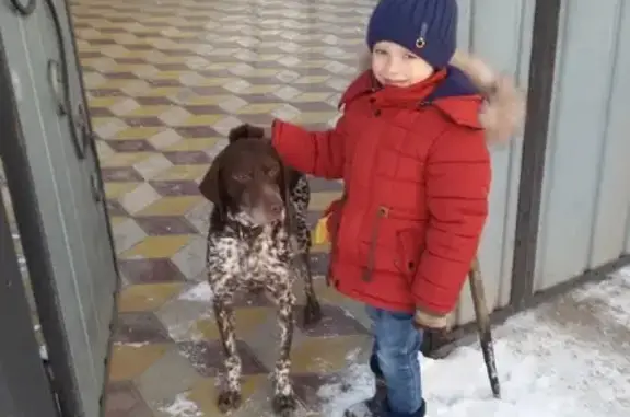 Пропала охотничья собака в Георгиевске, Россия