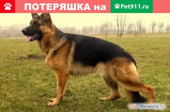 Пропала собака в Динской, Краснодарский край, Россия