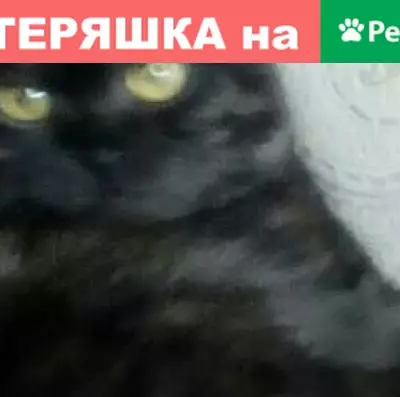 Пропала шотландская кошка в Ханты-Мансийском АО.