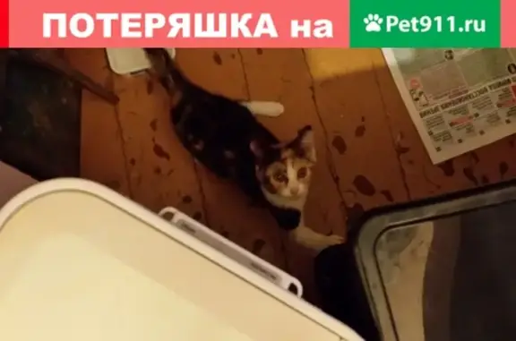 Найдена кошка в Видном, ул. Школьная.