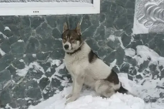 Пропала собака на Молодежной ул. в Барнауле #ПотеряхаБарнаул