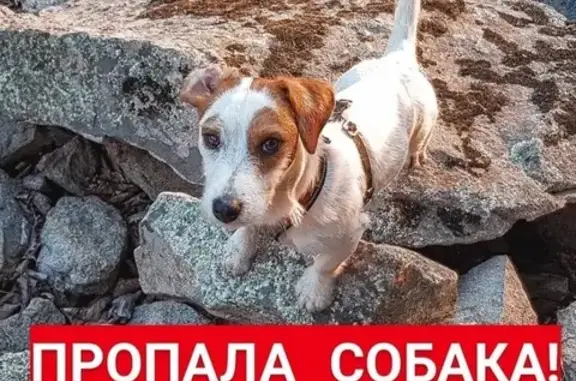 Пропала собака в Хабаровске, ищем Бейси!