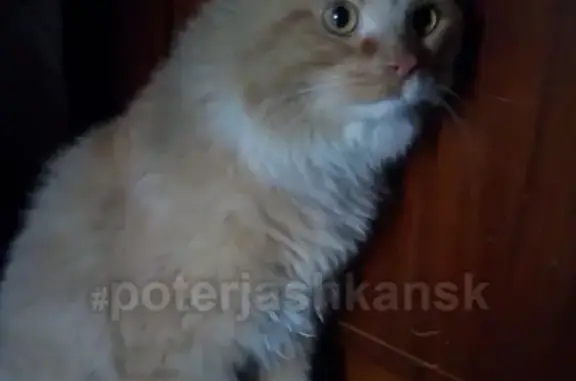 Найден рыжий кот на Владимировской улице